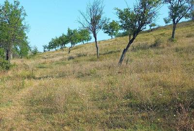 Teren de 82000 mp, în Roșiile - 2