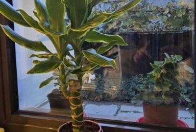 Studio modern-centru - Langa Livada Postei - 8