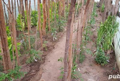 Casă în Orevița Mare - 1