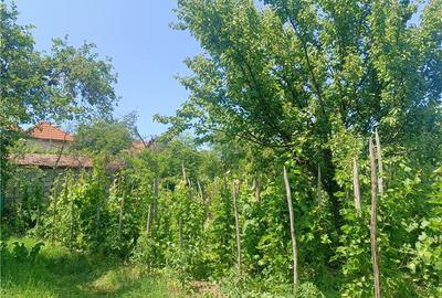 Casă cu 4 camere cu Teren 2200 Mp în Pianu - 2