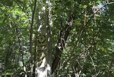 Spațiu comercial, în Tulgheș - 6