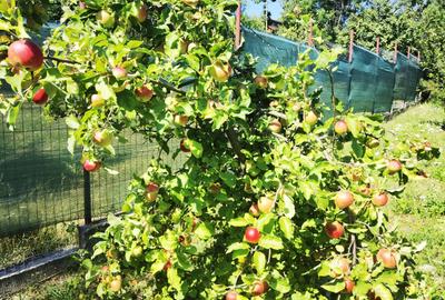 Vila superba in Breaza Vila superba in Breaza - 37