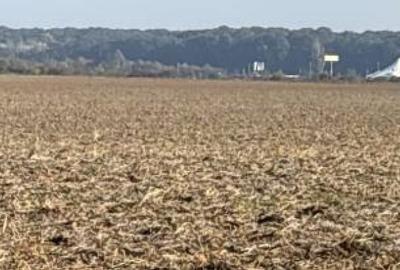 Teren extravilan 2.500 mp, ILFOV, CIOPLANI - 3