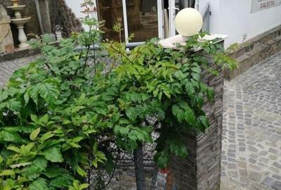 Spațiu comercial, de 35 mp, în Drumul Carului - 1