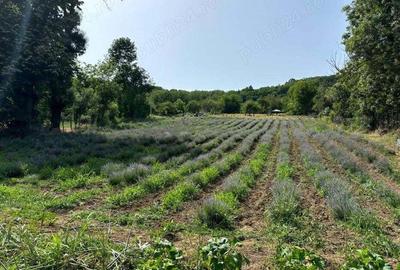 Casa renovata in stil occidental, cu planta?ie de lavanda! - 7