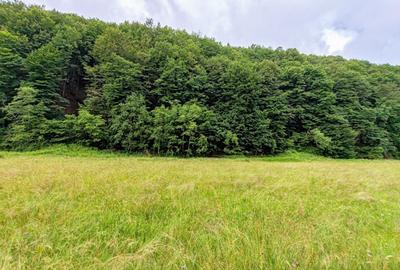 2,64 Ha TEREN SUPERB pe malul raului Crisul Repede padure parau NEGRENI - CLUJ - 11