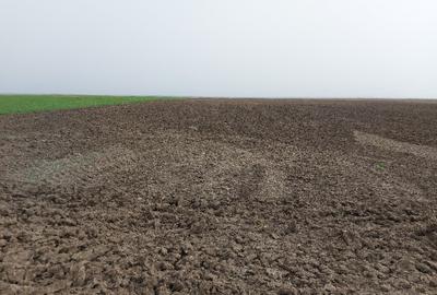 Teren agricol 50000m2 Silistea soseaua Focsani - 50000MP - 1