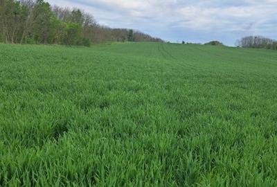 Teren Frumusani 4374 mp - 6