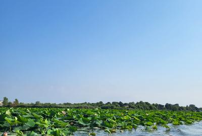 VANZARE TEREN INTRAVILAN CU VEDERE LA LAC - SNAGOV SE VINDE LOTIZAT SAU INTEGRAL - 4