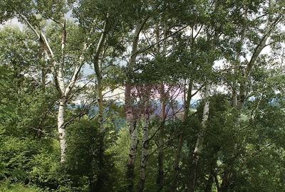 Teren intravilan de vanzare in Telega - 10