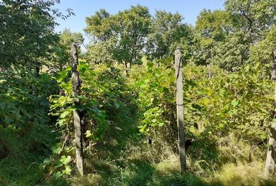 Casă cu 4 camere în Rușii-Munți - 4