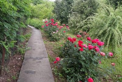 Pitaru, Dambovita - 10