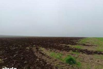 Teren de 15000 mp, în Limanu - 1