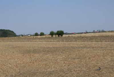 Teren Construcții intravilan de 14000 mp, în Clinceni - 5