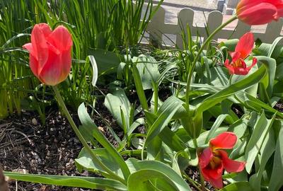 Casă cu 4 camere cu Teren 150 Mp în Cernica - 9