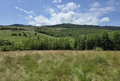 Teren splendid Garcina - 5