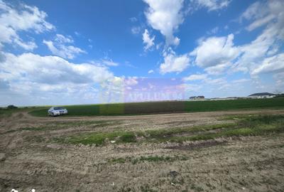 Teren de 12450 mp, în Cernica - 3
