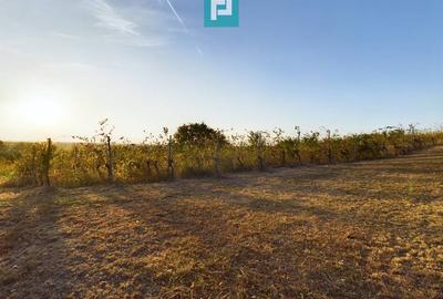 Casă individuală cu 6 camere cu Canalizare în Miniș - 31