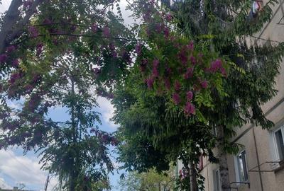 Garsonieră decomandată în Central - 5