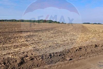 Teren de 21177 mp, în Santăul Mic - 1