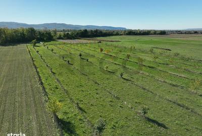 Teren de 13965 mp, în Aușeu - 4