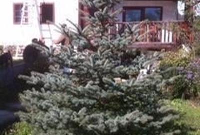 Casă cu 6 camere în Câmpeni - 2