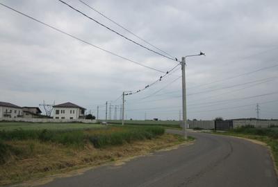 Domnesti-Narciselor - 4