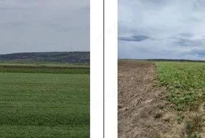 Teren de 20000 mp, în Andrieșeni - 6