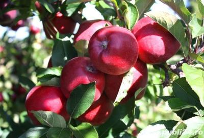 Casă individuală cu 4 camere cu Teren 2800 Mp în Mărunțișu - 7