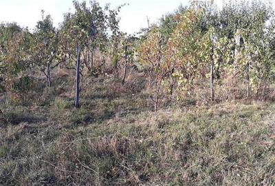 Casă cu 3 camere în Viile Satu Mare - 2