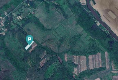 Pădure de foioase - Dorgoș, județul Arad - 4