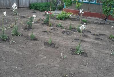 Vand casa batraneasca - 2