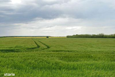 Spațiu comercial, în Tunari - 3