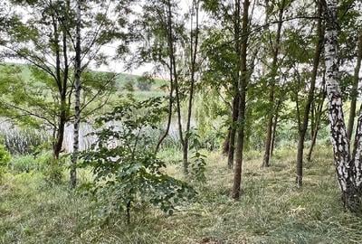 Casă cu Teren 5000 Mp în Central