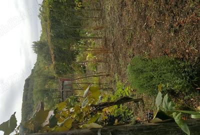 Casă cu 5 camere cu Teren 3200 Mp în Stângăceaua - 5