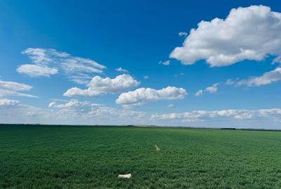Teren agricol extravilan de 17700 mp, în Biharia - 4