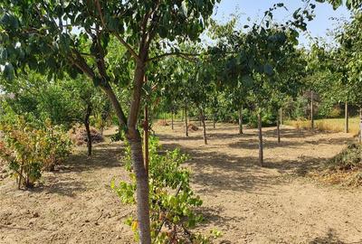 Casă cu 3 camere în Lugoj - 1