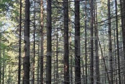 De vanzare padure de molid, 17.500 mp, zona Molid, jude?ul - 2