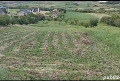 Teren intravilan Ciurea, 2500mp, 22euro mp neg - 2