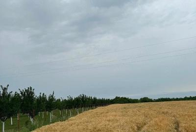 Teren de 4650 mp, în Petroman - 3