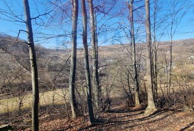 Teren de 4985 mp, în Sascut - 13