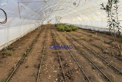 Teren intravilan vanzare - 2.750 mp – Darvari/Tamadalu Mare (judetul Calarasi) - 4