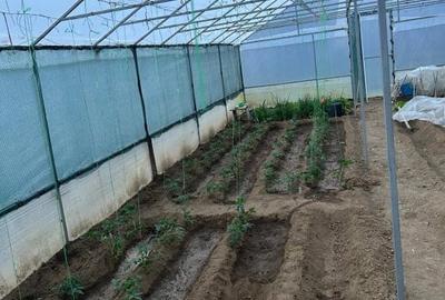 Casă individuală cu 3 camere cu Canalizare în Cornetu - 22