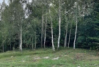 Gospodarie | 315mp | 12 500mp | Ramnicu Valcea - Copacelu | Proprietar Gospodarie | 315mp | 12 500mp | Ramnicu Valcea - Copacelu | Proprietar - 9