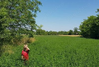 Teren de 8300 mp, în Turnu - 4