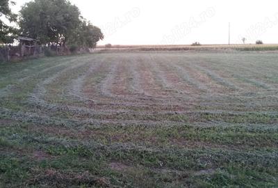 Spațiu comercial, în Cărpiniș - 6