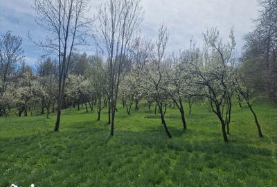 Teren de 12000 mp, în Ghioșești - 15