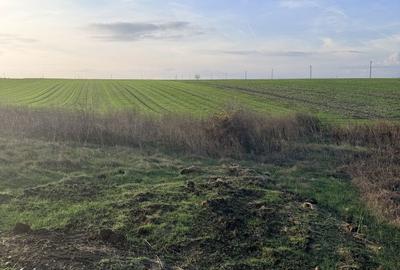 Teren de 5000 mp, în Belciugatele - 5