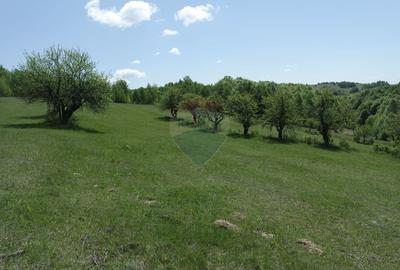 Teren extravilan de 7500 mp, în Preluca Nouă - 3