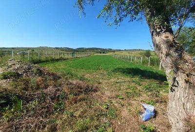 Teren de 1000 mp, în Berzasca - 5